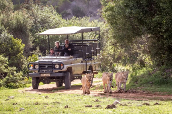 Botlierskop Game Drive
