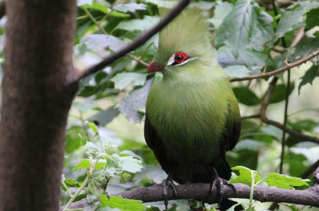 Visitor’s guide to the Garden Route