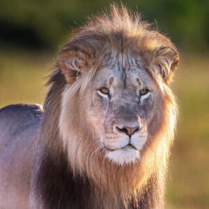 ADDO ELEPHANT PARK SAFARIS - HALF DAY