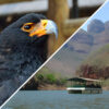 Close-up of a majestic African fish eagle with a sharp beak and striking eyes, set against a backdrop of a river and rugged cliffs.