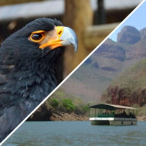 Close-up of a majestic African fish eagle with a sharp beak and striking eyes, set against a backdrop of a river and rugged cliffs.