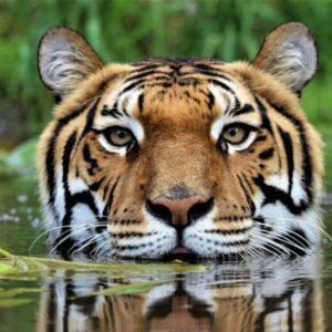 JUKANI WILDLIFE SANCTUARY - PLETTENBERG BAY