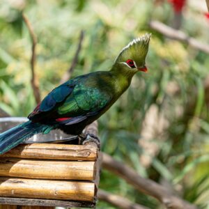 BIRDS OF EDEN - PLETTENBERG BAY