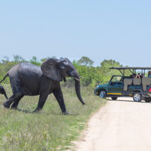 KRUGER PARK SAFARIS - MALELANE / MARLOTH PARK
