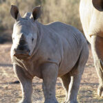 Aquila cape town safaris (4)