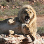 Aquila cape town safaris (5)