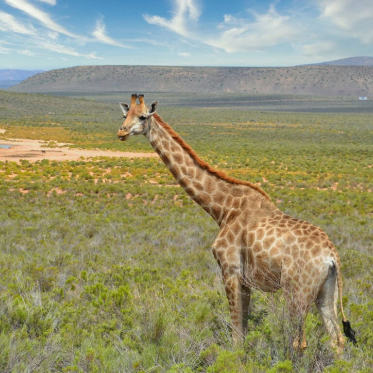 Aquila cape town safaris (6)