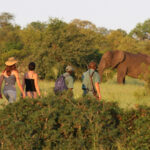 Kruger Park Safaris (1)
