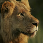 Kruger Park Safaris (10)