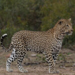 Kruger Park Safaris (12)