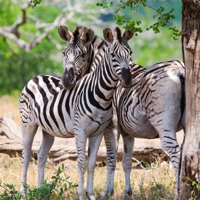 Kruger Park Safaris (13)