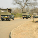 Kruger Park Safaris (14)