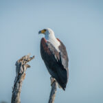 Kruger Park Safaris (15)