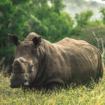 Kruger Park Safaris (16)