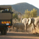 Kruger Park Safaris (17)