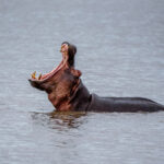 Kruger Park Safaris (18)