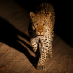 Kruger Park Safaris (2)