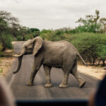 Kruger Park Safaris (4)