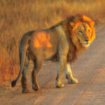 Kruger Park Safaris (6)