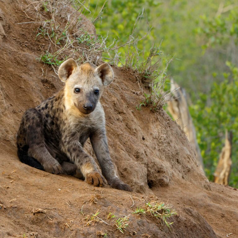 Kruger Park Safaris (8)