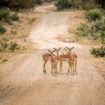 Kruger Park Safaris (9)