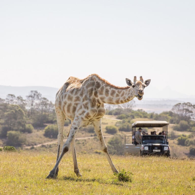 garden route safaris (2)
