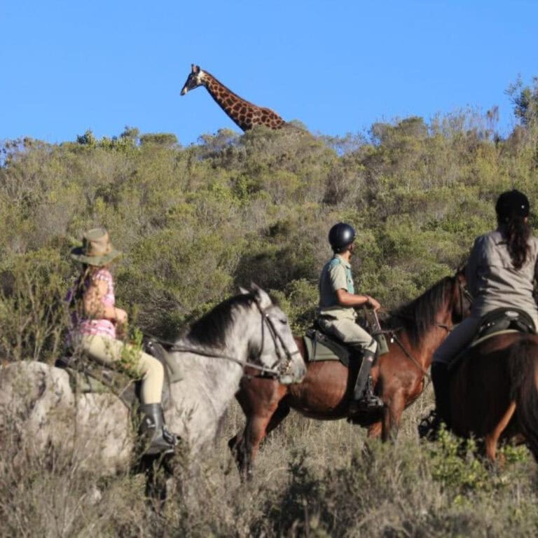 garden route safaris (4)