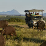 garden route safaris (5)