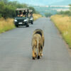 lion while on the best Kruger safari