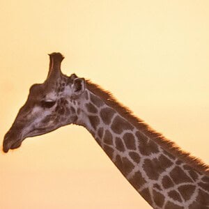 KRUGER PARK - SUNRISE SAFARI