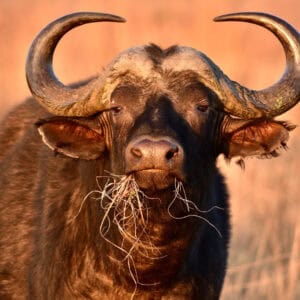 KRUGER PARK SAFARIS - HALF DAY - HOEDSPRUIT