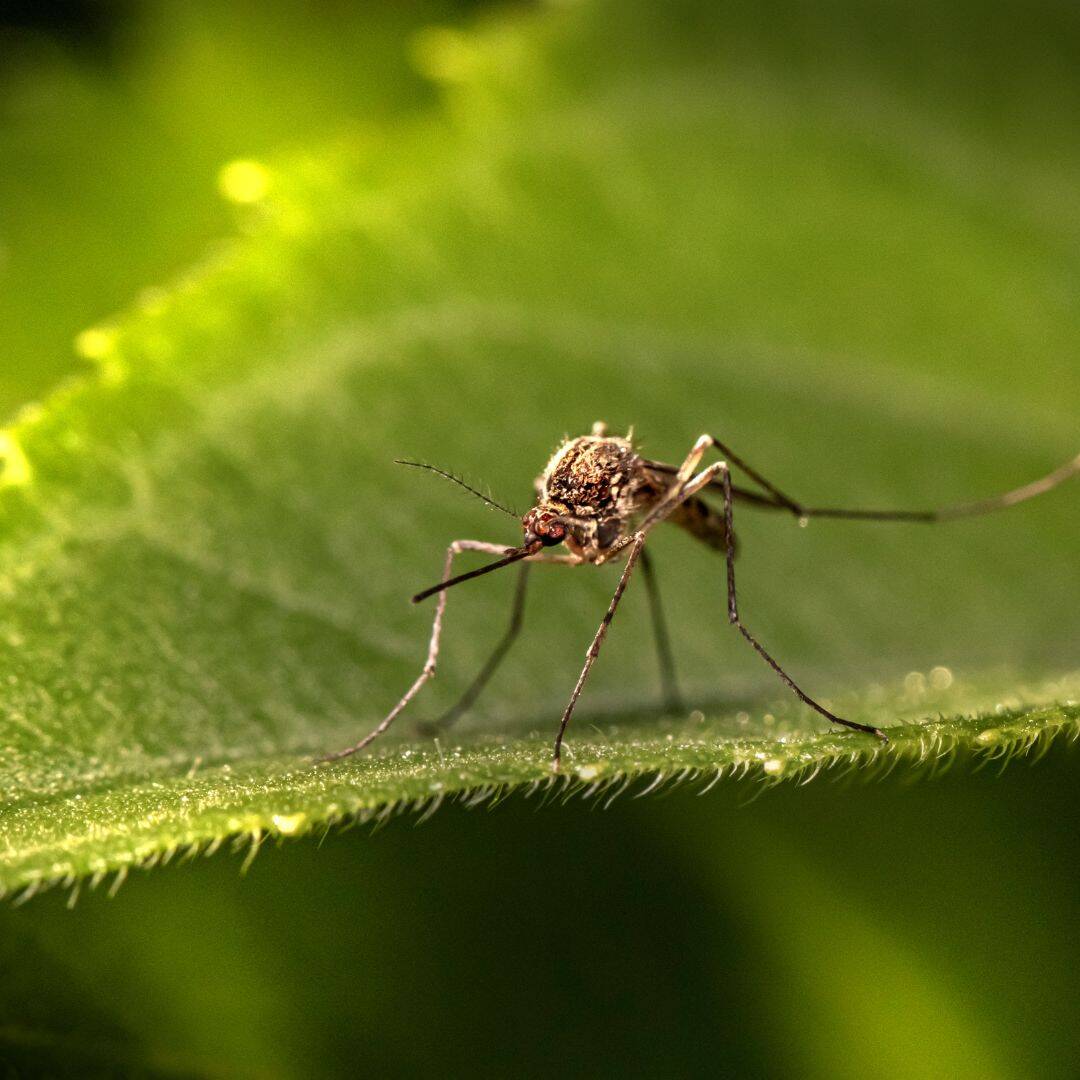 Overview of malaria awareness for travel in South Africa