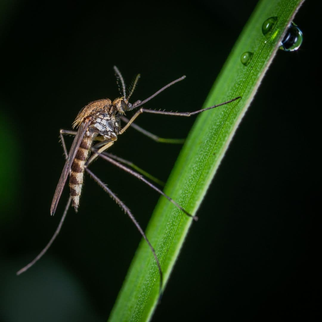 Malaria information for South Africa