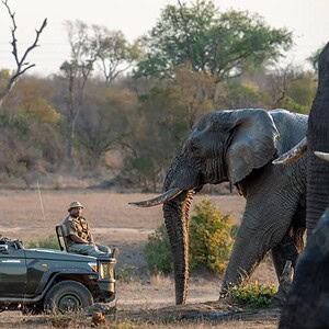 An elephant approaching a safari vehicle in the African wilderness during a wildlife tour in South Africa.