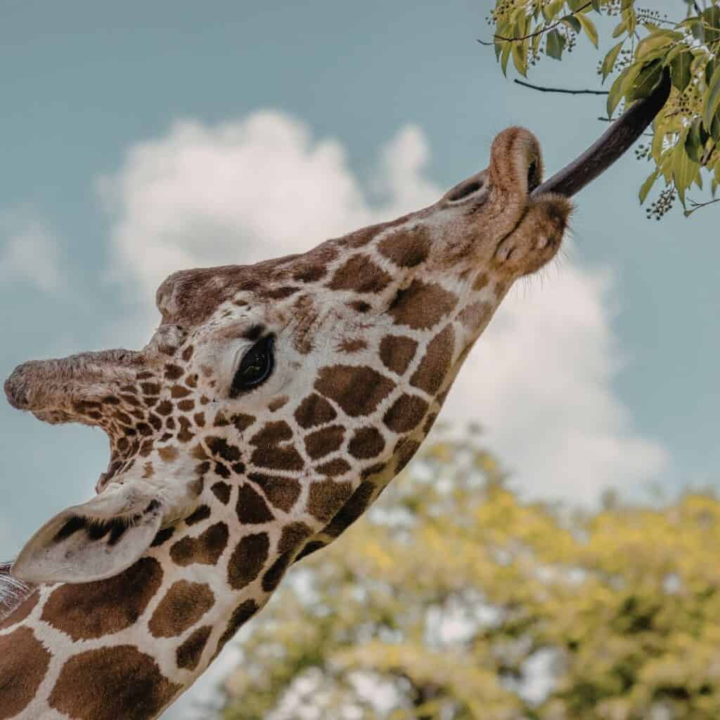 A detailed close-up of a giraffe reaching for leaves on a tree, showcasing its long neck and distinctive patterned coat against a bright sky and lush foliage background.