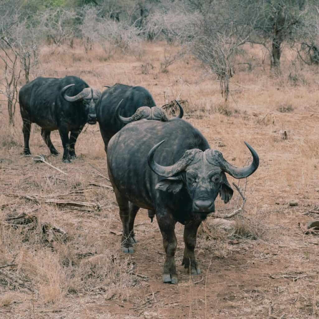 African buffalo herd walking through the dry savannah landscape in South Africa, showcasing wildlife and natural scenery.