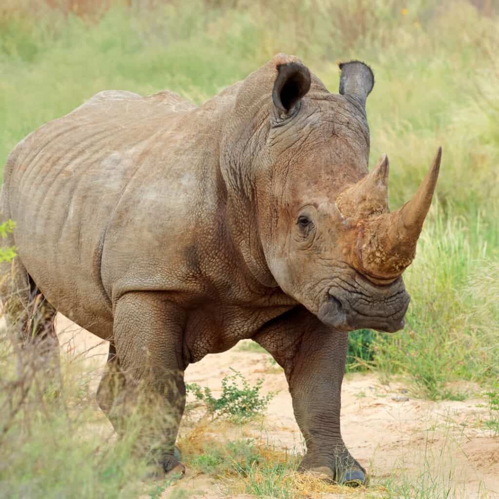 A detailed image of a young rhinoceros standing in a grassy savannah landscape, showcasing its distinctive horn and thick skin, typical of South African wildlife.