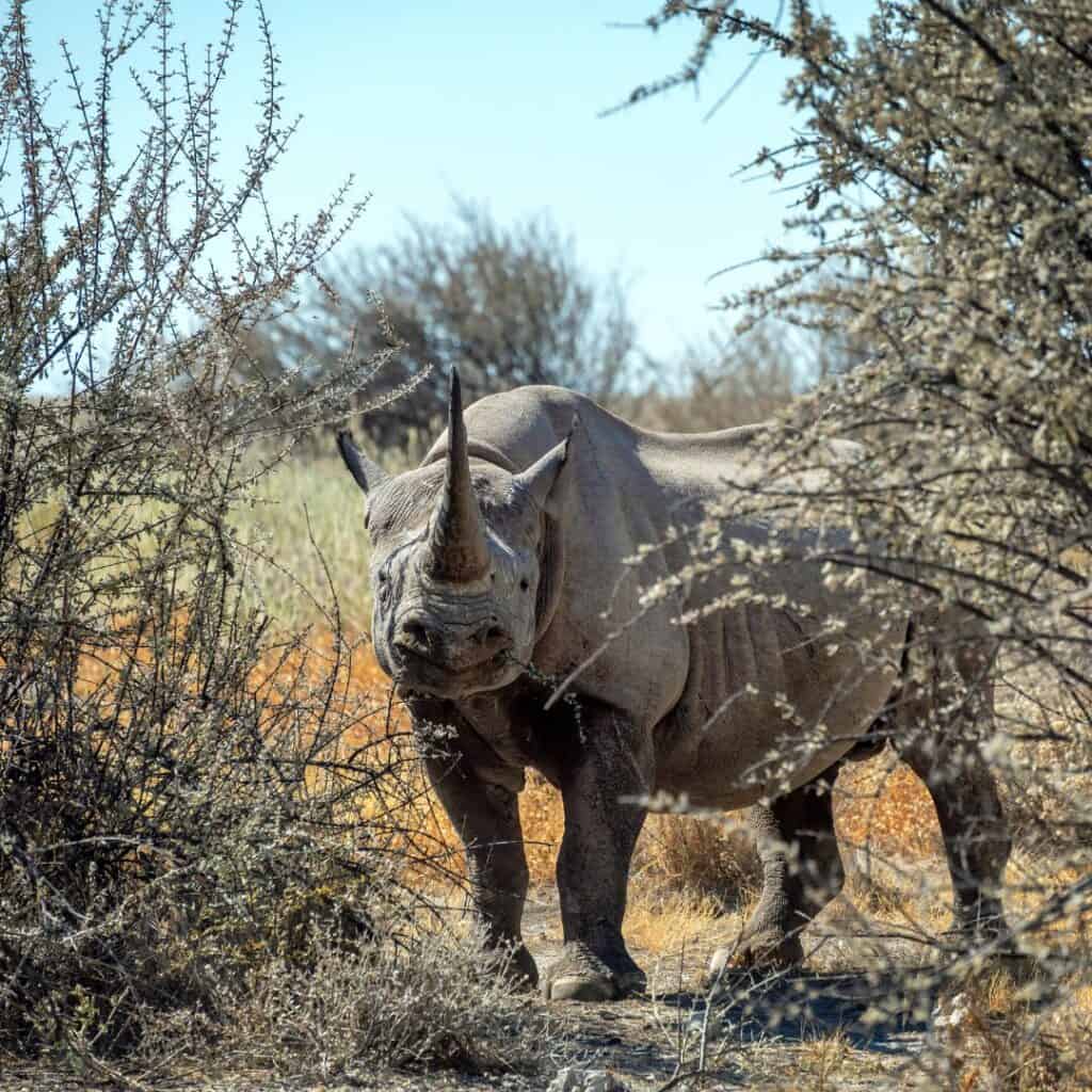A1: A rhinoceros walking through a dry, bushy landscape in South Africa, surrounded by sparse vegetation and clear blue sky.