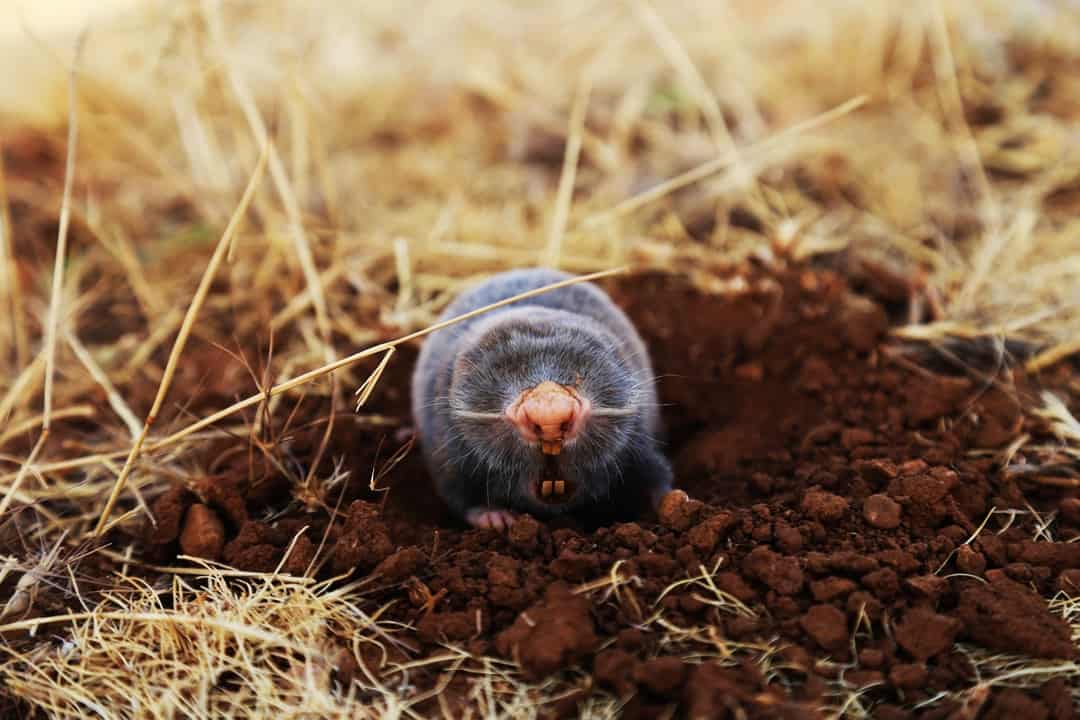 mole removal