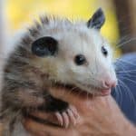 how to keep unwanted animals out of your yard