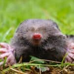 rsz european mole head 2021 08 26 16 38 06 utc