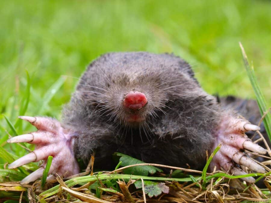 rsz european mole head 2021 08 26 16 38 06 utc