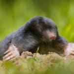 wild mole talpa europaea in natural habitat 2021 08 26 16 38 11 utc