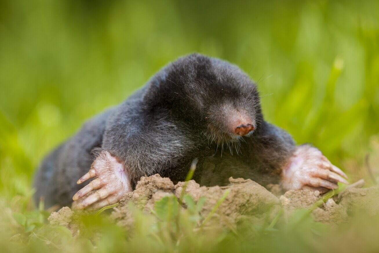 wild mole talpa europaea in natural habitat 2021 08 26 16 38 11 utc
