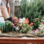 flowerbed