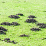 Mole Infestations