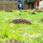 Mole Damage
