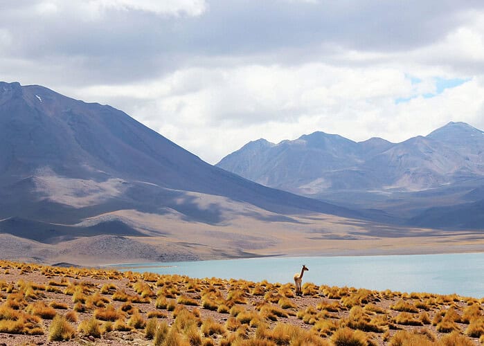 Punta Cana A giraffe standing on the dry plains near a tranquil lake with mountains in the background.