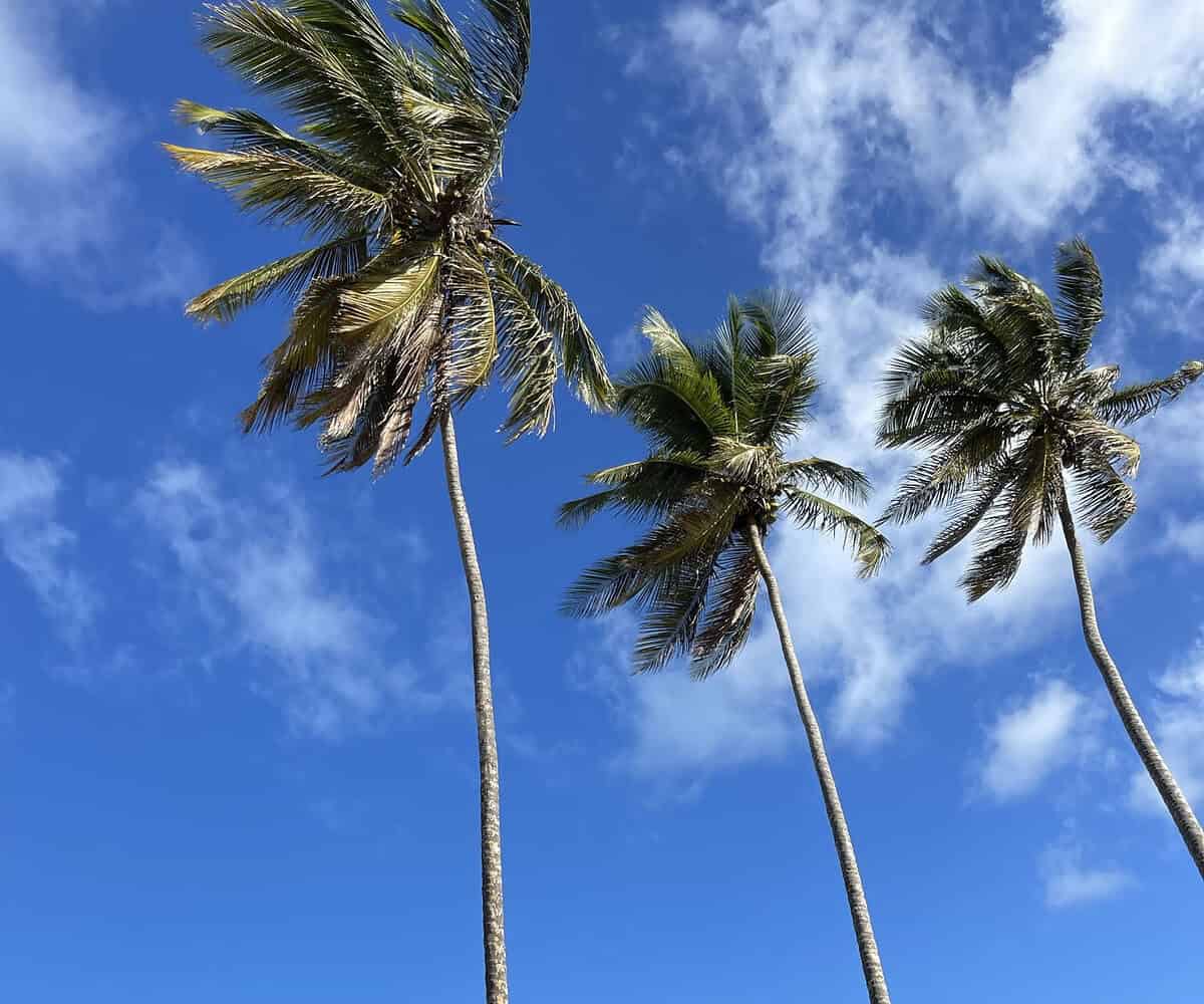 Punta Cana Punta Cana tour excursion Dominican Republic.