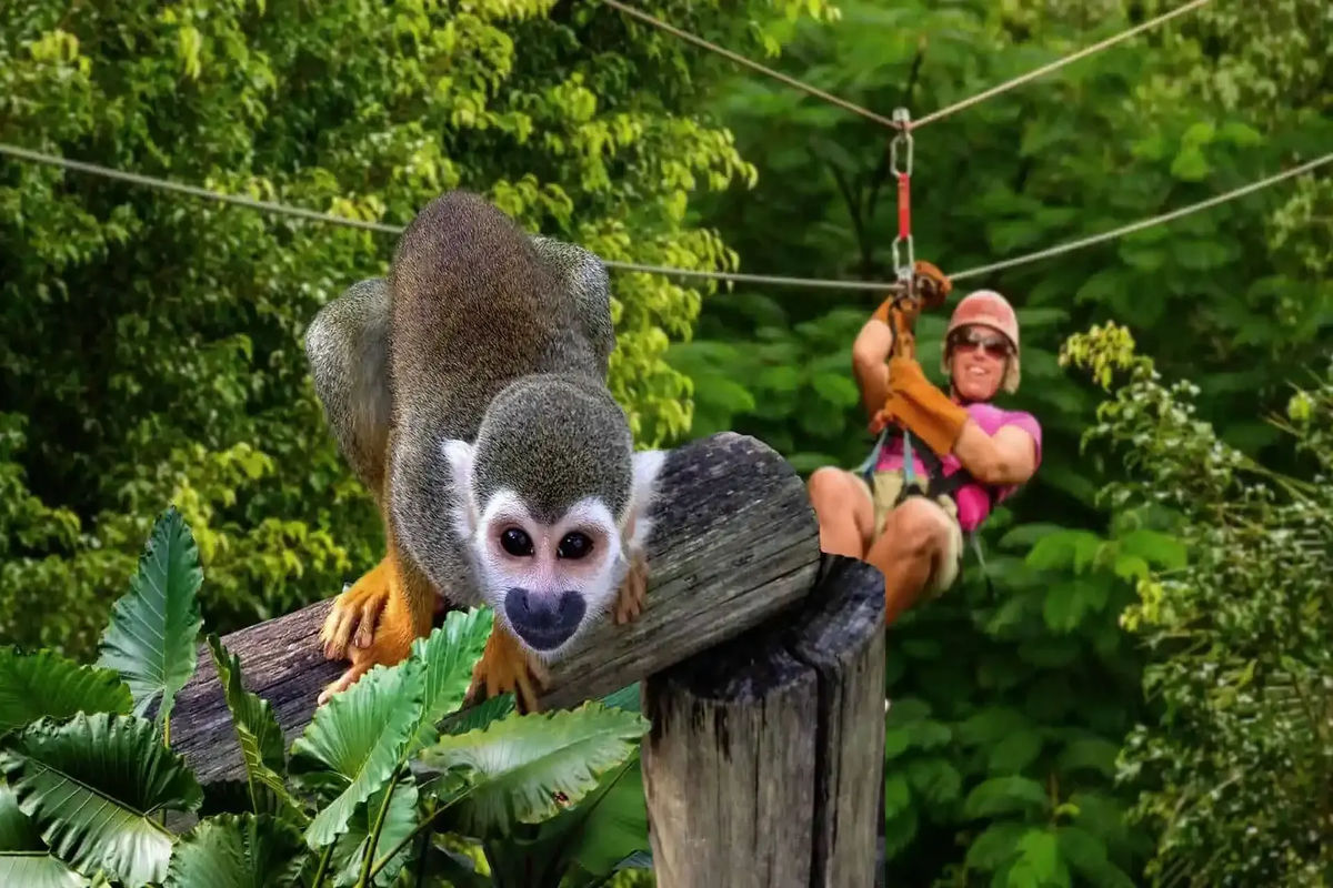 Monkeyland and Zipline Punta Cana tour